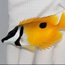 روباه ماهی زرد تک خال