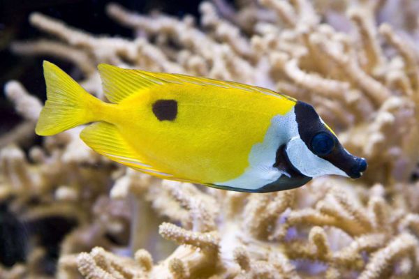 روباه ماهی زرد تک خال