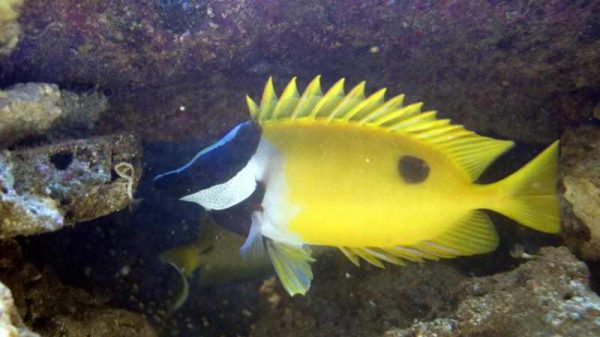 روباه ماهی زرد تک خال