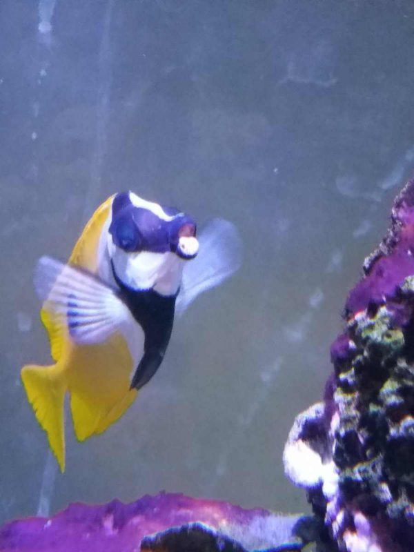 روباه ماهی زرد تک خال