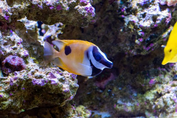 روباه ماهی زرد تک خال