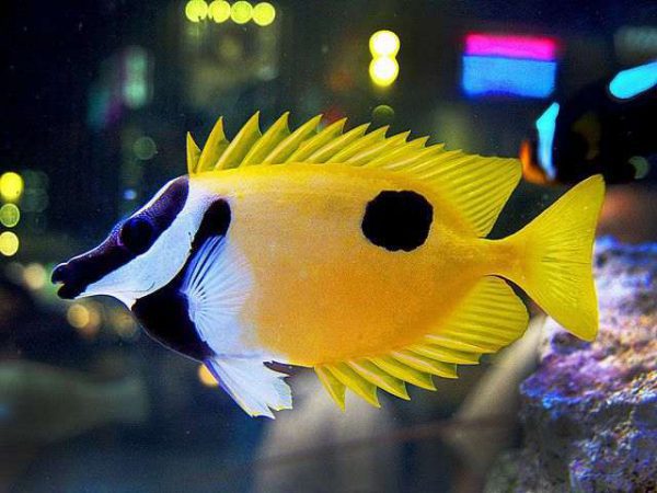 روباه ماهی زرد تک خال