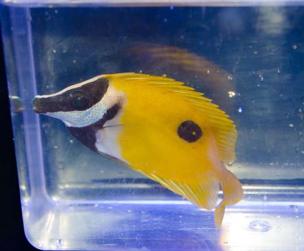 روباه ماهی زرد تک خال