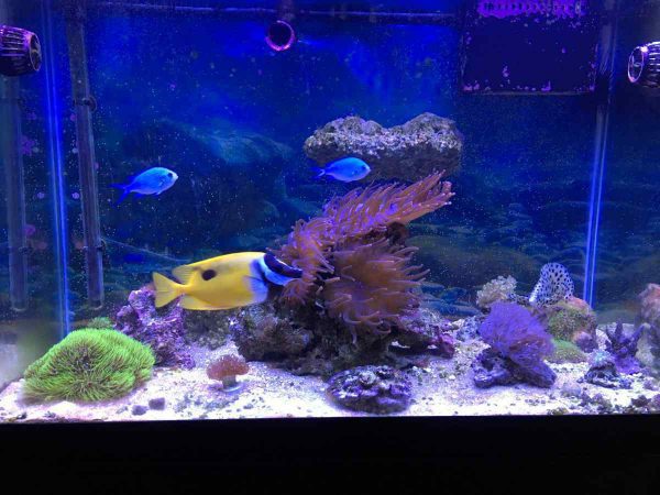 روباه ماهی زرد تک خال