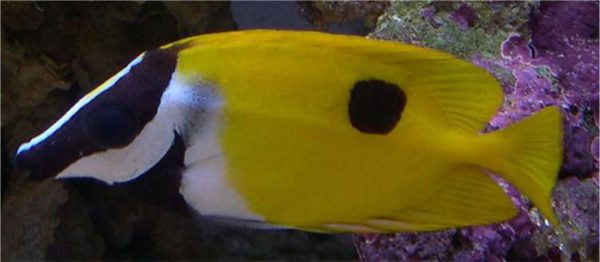 روباه ماهی زرد تک خال