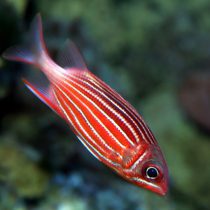 Striped Squirrelfish