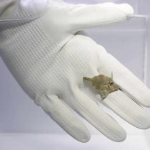 سوهان ماهی آپتازیا خوار