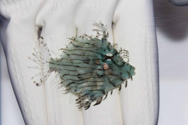 سوهان ماهی برگی