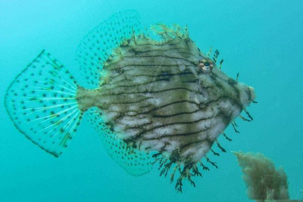 سوهان ماهی برگی