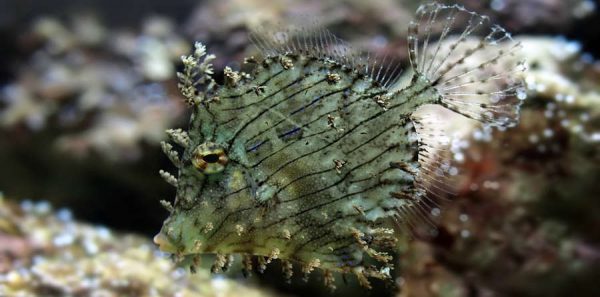 Tassele Filefish