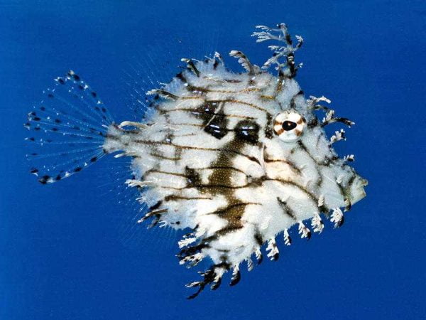 سوهان ماهی برگی