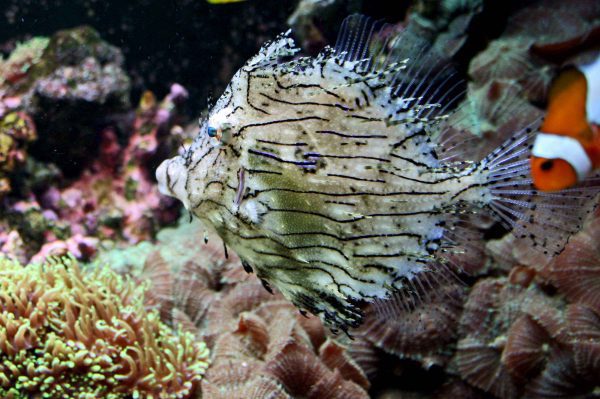 Tassele Filefish