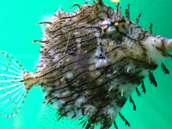 سوهان ماهی برگی