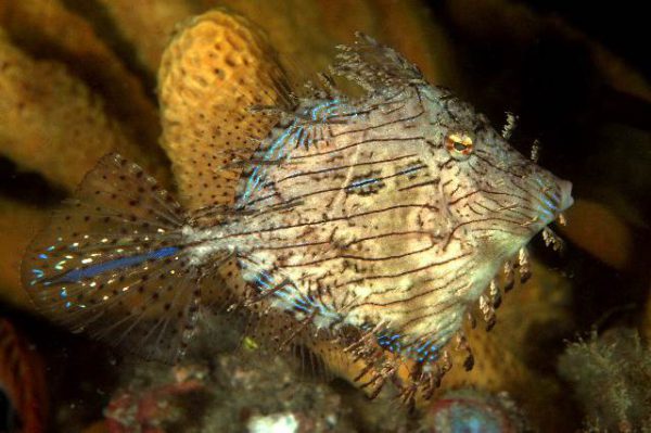 Tassele Filefish