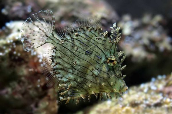Tassele Filefish