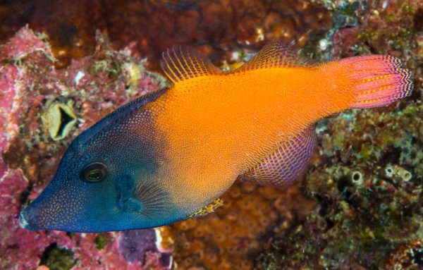 سوهان ماهی دم نارنجی