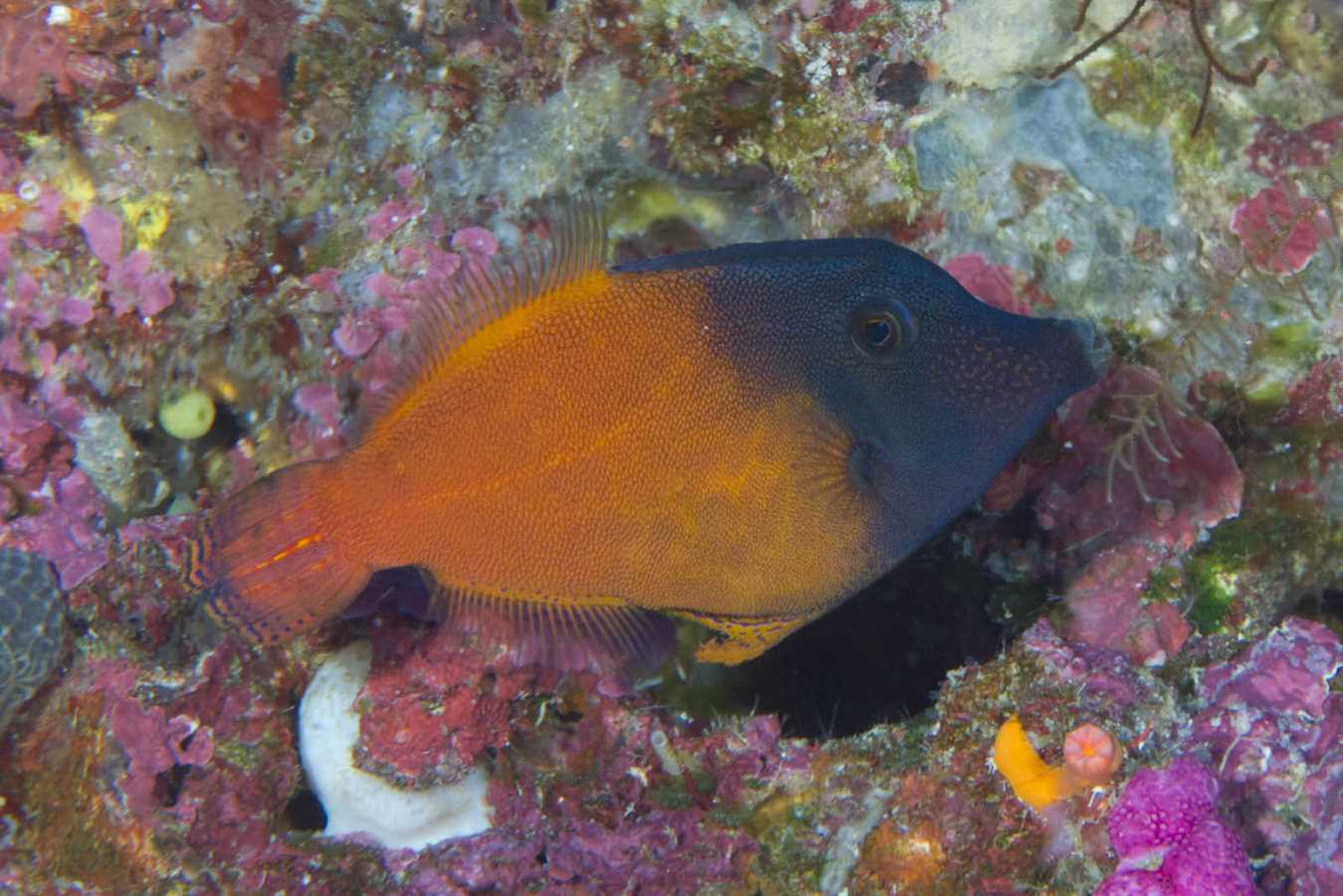 سوهان ماهی دم نارنجی