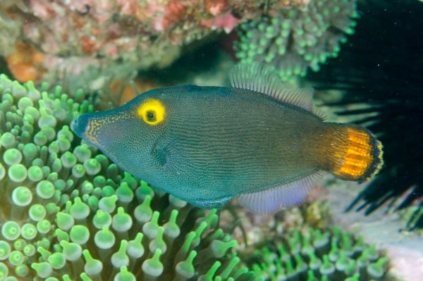 سوهان ماهی چشم زرد