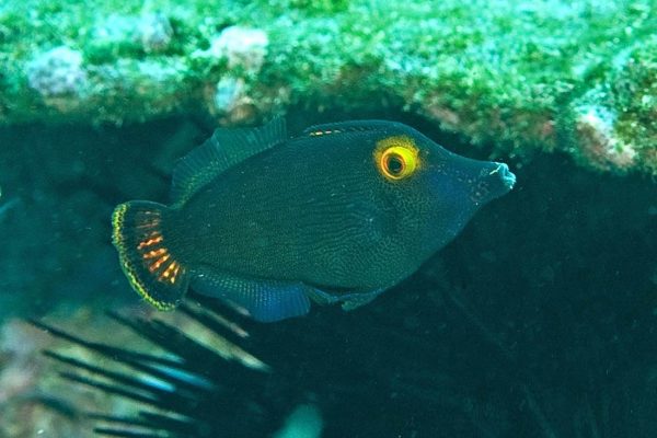 سوهان ماهی چشم زرد