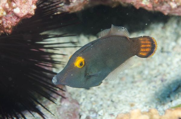سوهان ماهی چشم زرد