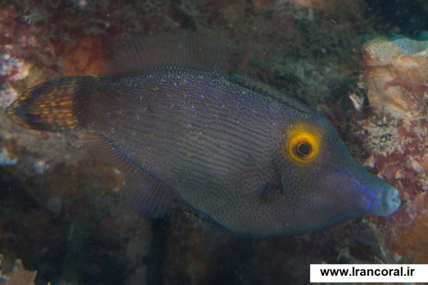 سوهان ماهی چشم زرد