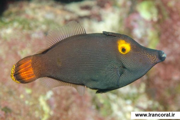 سوهان ماهی چشم زرد