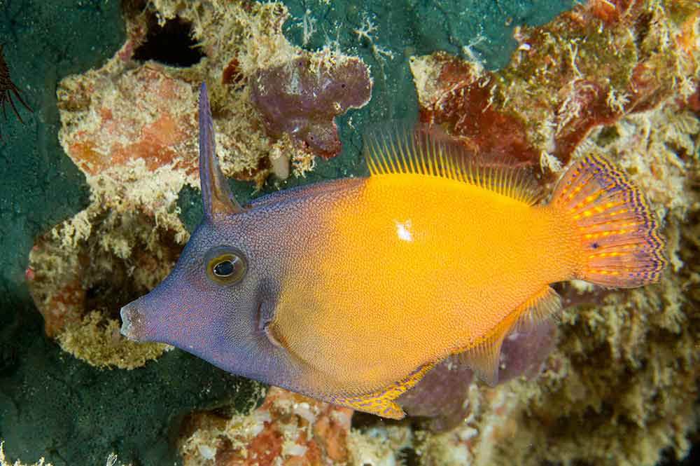 سوهان ماهی دم نارنجی