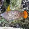 Fan Tailed filefish