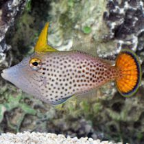Fan Tailed filefish