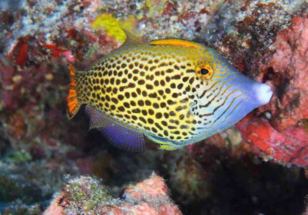 Fan Tailed filefish