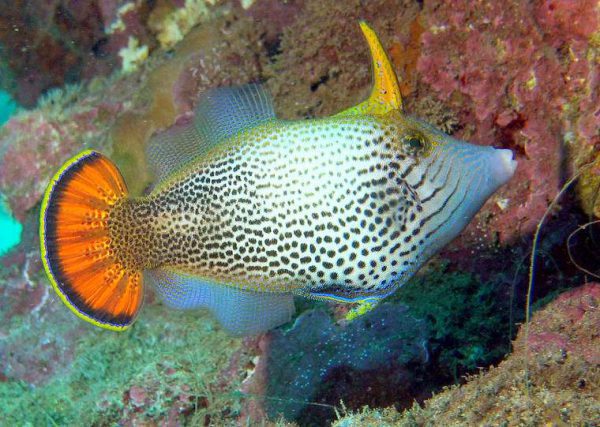 Fan Tailed filefish