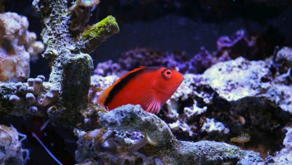 Flame Hawkfish