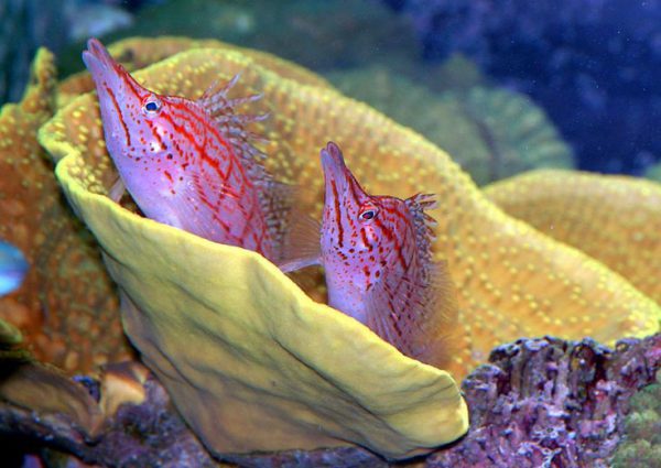 Longnose Hawkfish