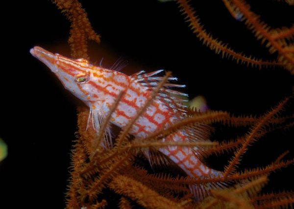 شاهین ماهی بینی دراز