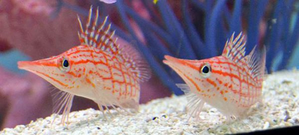 Longnose Hawkfish