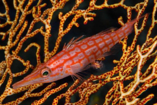 شاهین ماهی بینی دراز