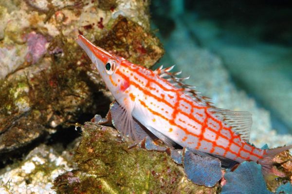 شاهین ماهی بینی دراز