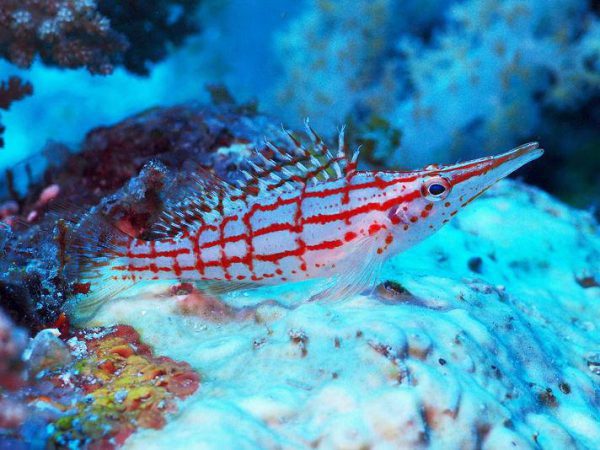 Longnose Hawkfish