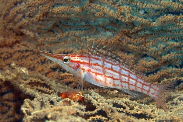 شاهین ماهی بینی دراز