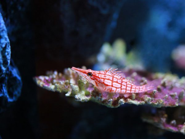 Longnose Hawkfish