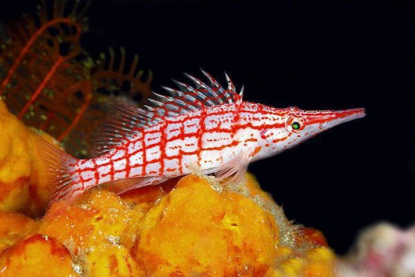 شاهین ماهی بینی دراز