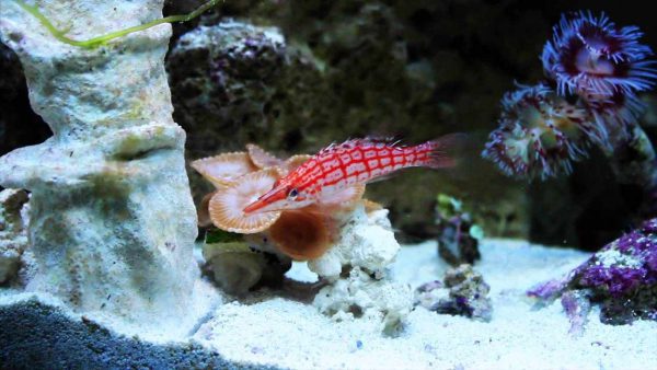 Longnose Hawkfish