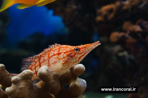 شاهین ماهی بینی دراز