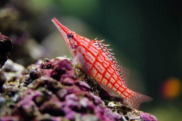 شاهین ماهی بینی دراز