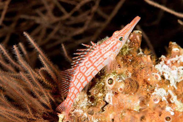 Longnose Hawkfish