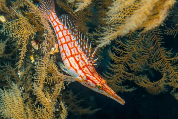 شاهین ماهی بینی دراز