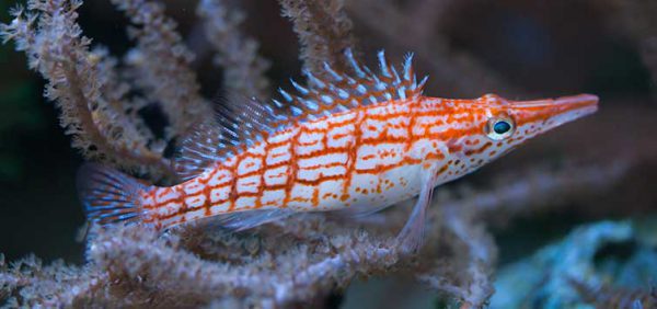 Longnose Hawkfish