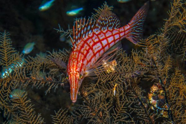 شاهین ماهی بینی دراز