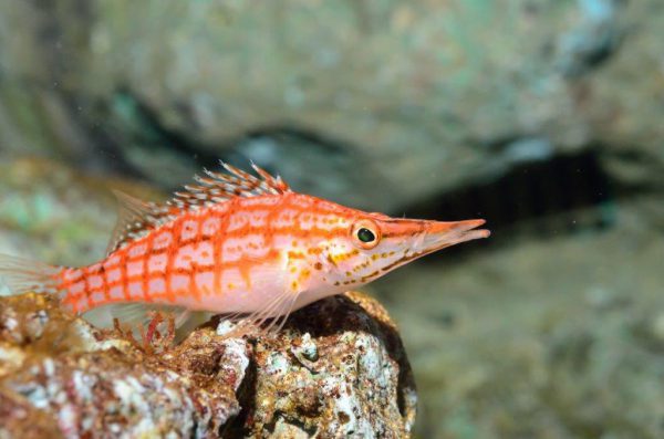 Longnose Hawkfish