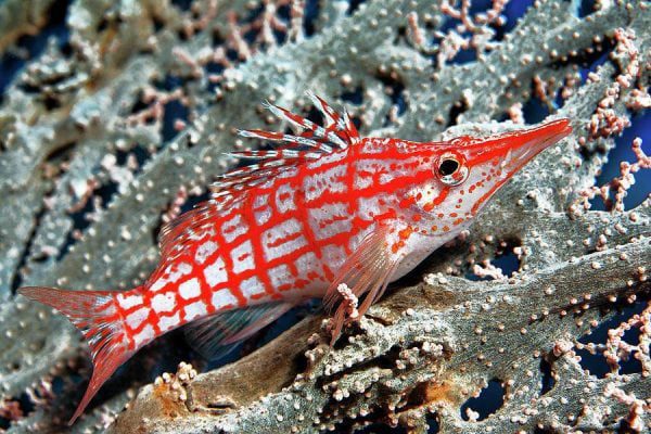 شاهین ماهی بینی دراز